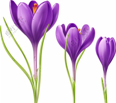 紫色水仙花矢量素材