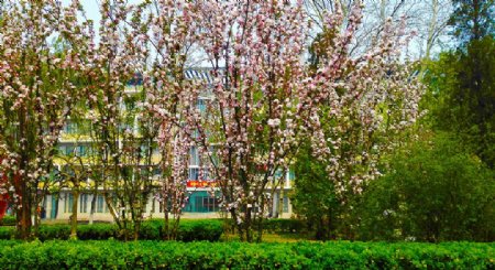 春季粉色桃花树公园摄影