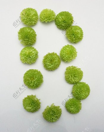 绿色乒乓菊