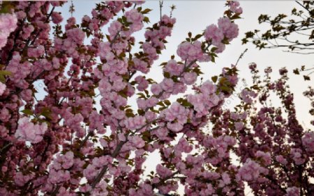 樱花摄影作品樱花季节