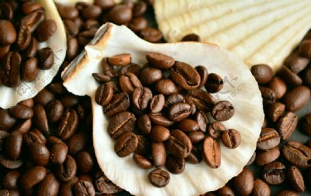 新鲜咖啡豆植物