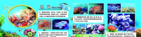 海洋生物介绍版面珊瑚