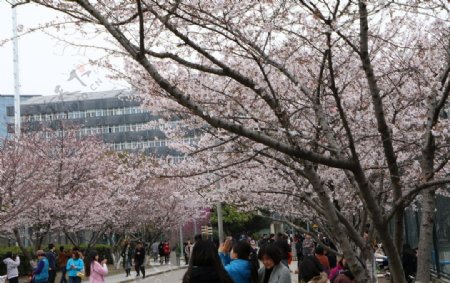 同济大学校园樱花