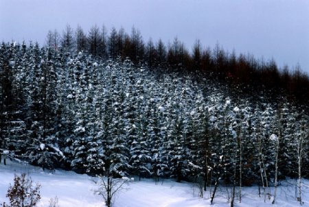 林海雪原