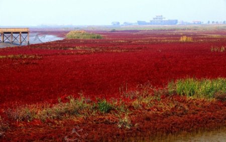 红海滩