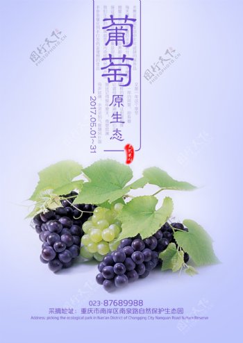 紫色葡萄蓝色葡萄葡萄
