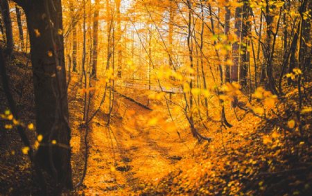 秋天森林中的黄色树叶