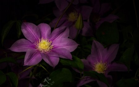 夜色下的紫色花朵