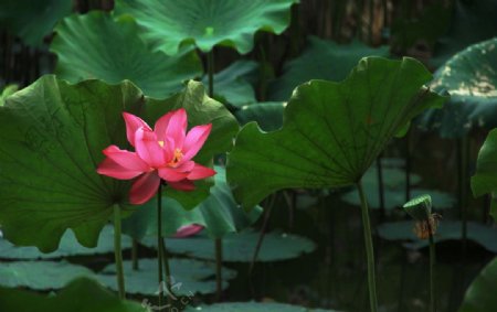 六月花神荷花