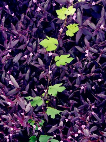 紫罗兰葡萄藤