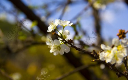 李子花