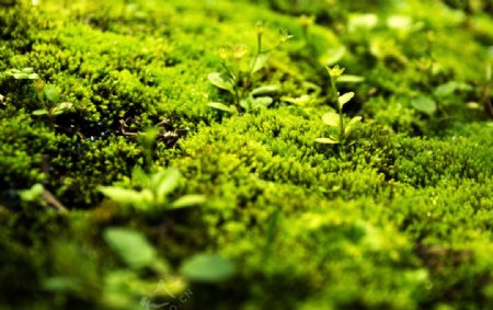 微小的绿色生命