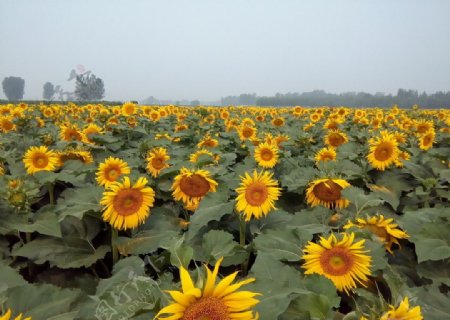 油葵花