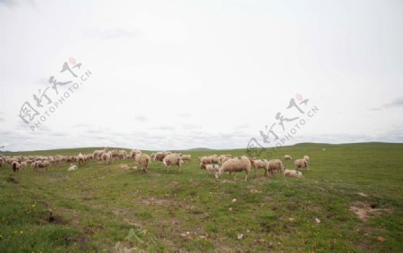 草原羊群风景