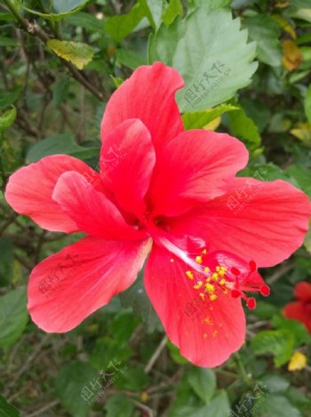 扶桑朱槿大红花
