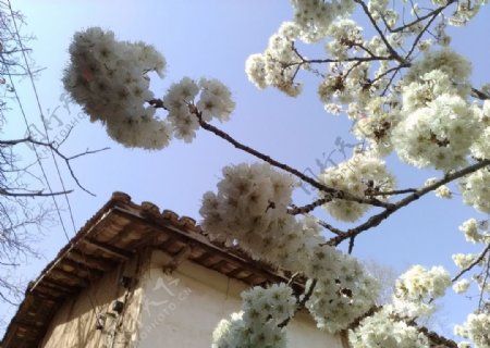老屋前的樱桃花