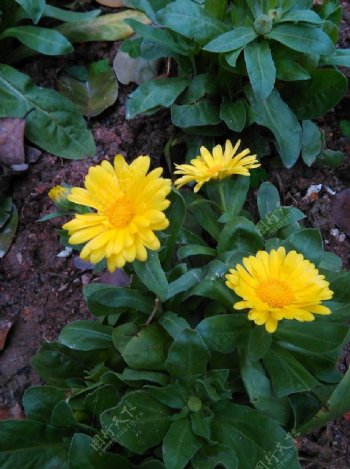 黄色重瓣雏菊