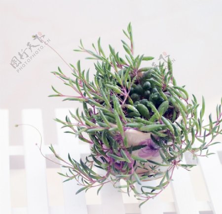 紫玄月植物