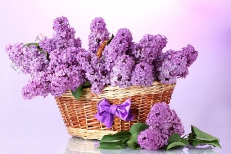 紫色清新丁香花