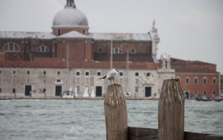 威尼斯的海鸥