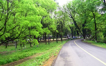 树林风景