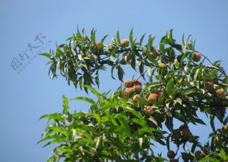 观赏桃