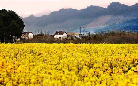 油菜花田园风景