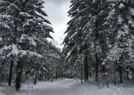 雪乡