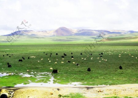 藏北高原牧场