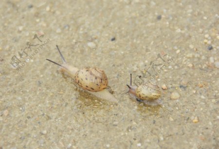 大蜗牛小蜗牛