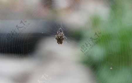 高清灰色蜘蛛蜘蛛网