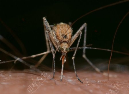 蚊子吸人血的画面