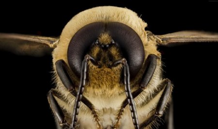 大黄蜂的眼睛特写