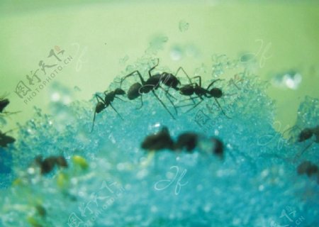 蚂蚁系列