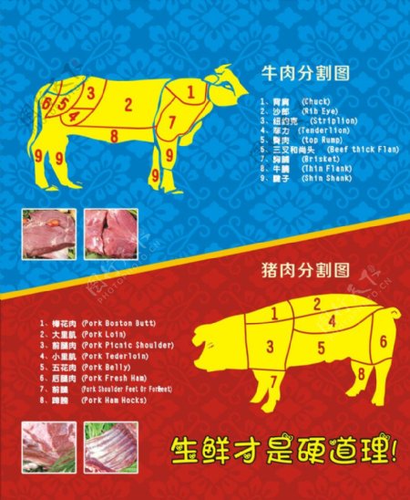 猪肉牛肉分割图