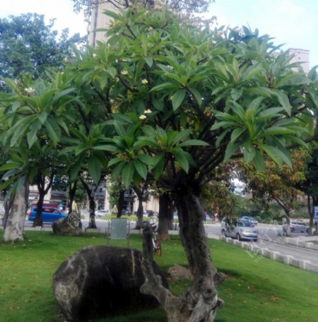 热带植物树