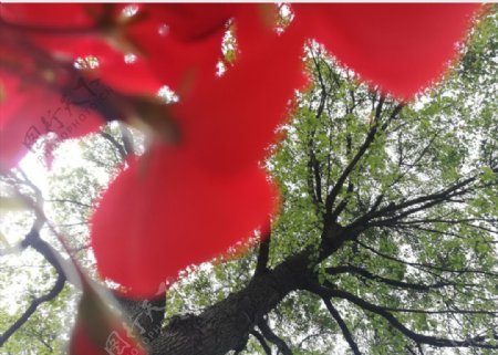 红花绿树