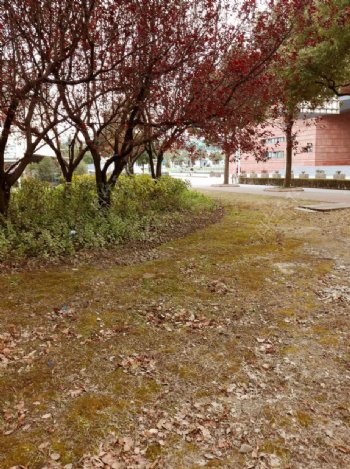 交通大学一角树木落叶