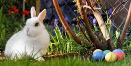 复活节小白兔