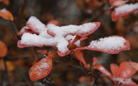 红叶初雪