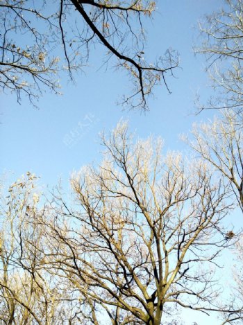 麻栎树木