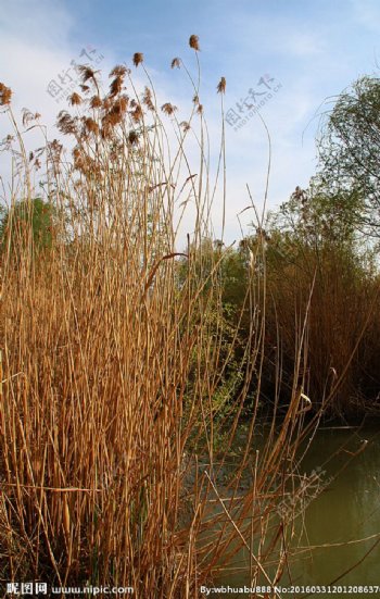 西安浐灞湿地公园芦苇