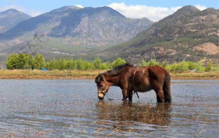 马在湖中吃水草
