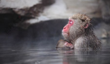 泡温泉的猴子
