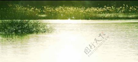 芦苇湖水动态视频