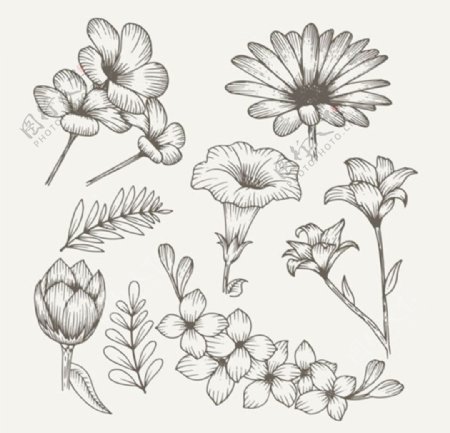 手绘素描春季花卉素材