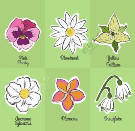 手绘春季六种花卉鲜花