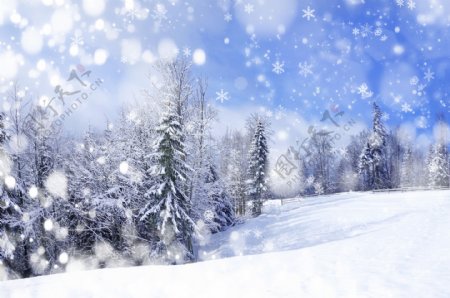 冬季美丽的树林和雪地图片
