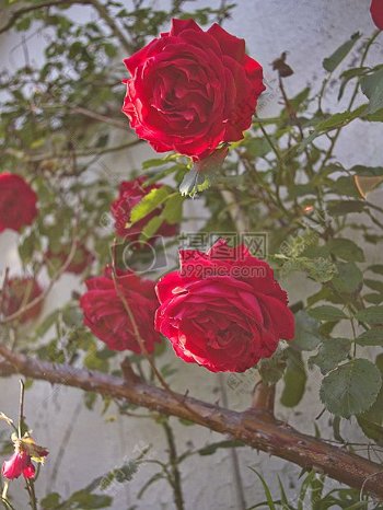 自然红色鲜花植物玫瑰玫瑰