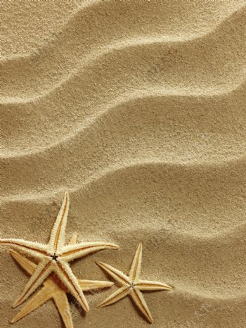 沙滩沙痕海星图片